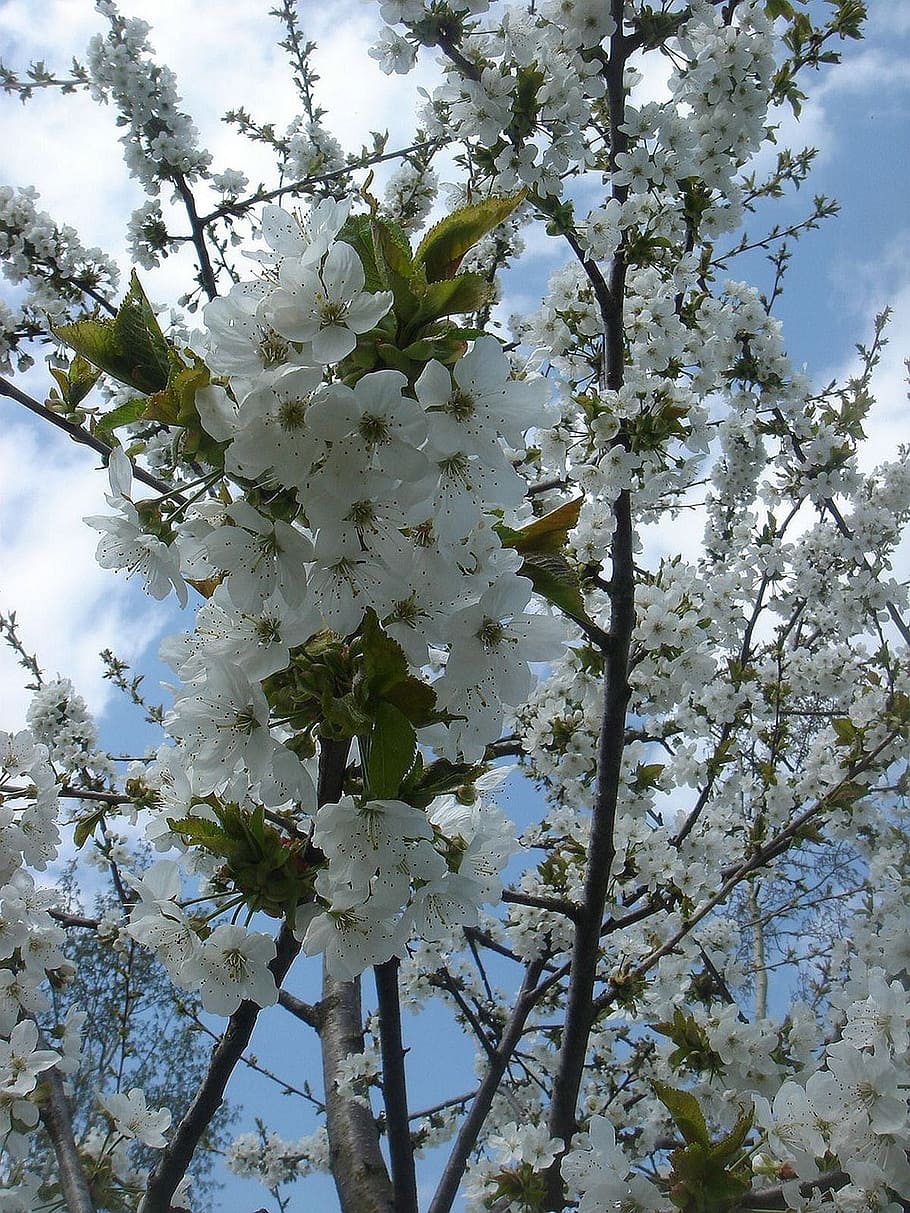 Spring, Nature, Flowers, Fruit Tree, white, blossom, fragility HD wallpaper