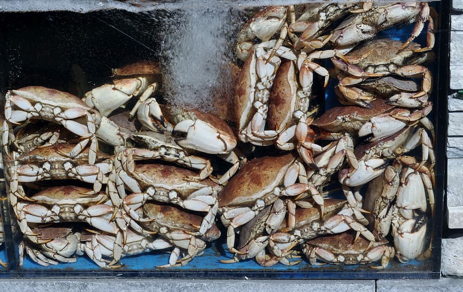 Lobster, Crawfish, Shear, Animal, Cancer, eat, food, luxury, HD wallpaper