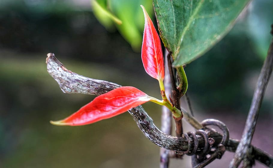 colour, bright, red, leaf, growth, nature, flora, outdoors HD wallpaper