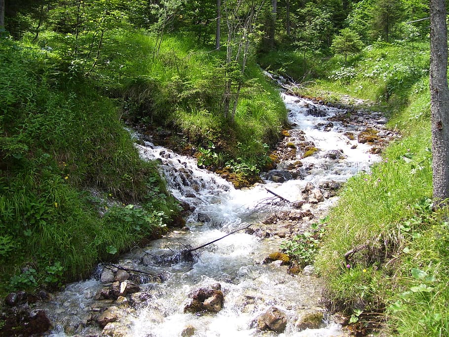 stream, mountains, water, plant, tree, beauty in nature, forest HD wallpaper