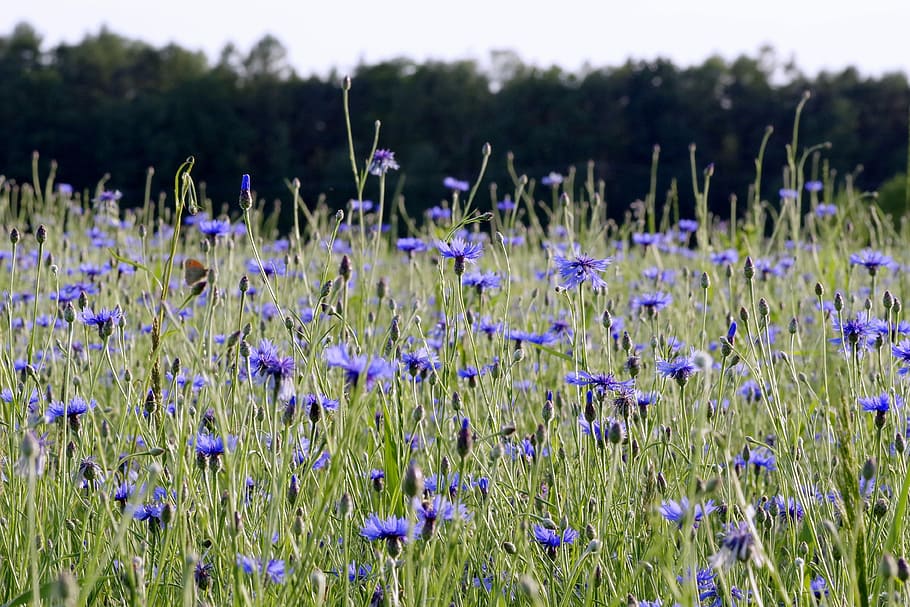 Cornflowers, Flowers, the beasts of the field, meadow, blue, nature, HD wallpaper