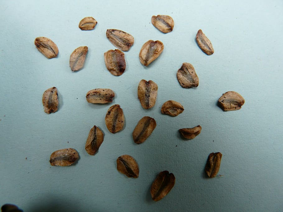 Seeds, Sequoia, Germ, Germinate, sequoia seeds, plant, food and drink, HD wallpaper