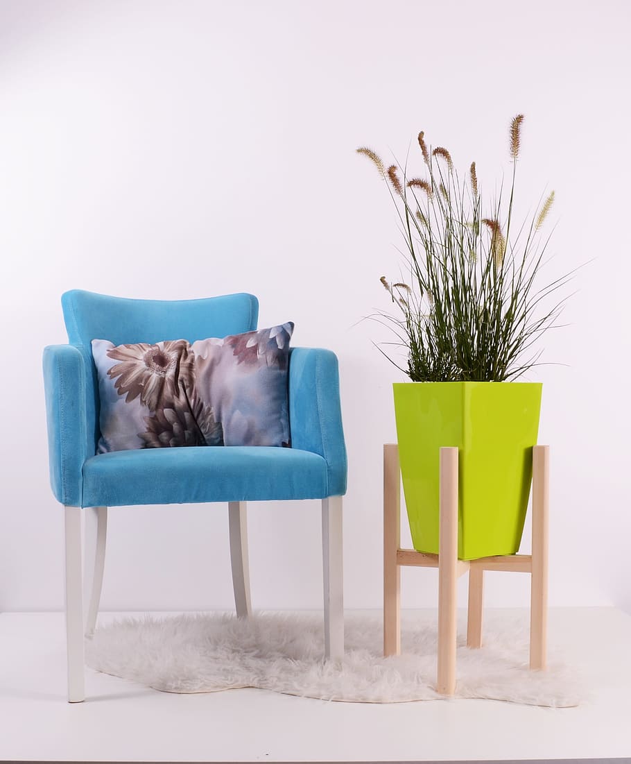 photo of green leaf plant near blue sofa chair, flowerpots, grow
