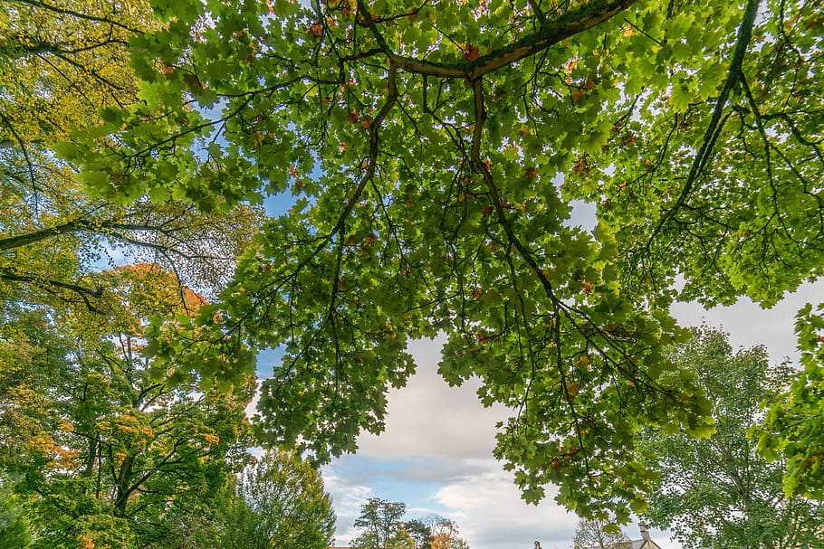 branch, branching out, deciduous tree, plant, growth, beauty in nature HD wallpaper