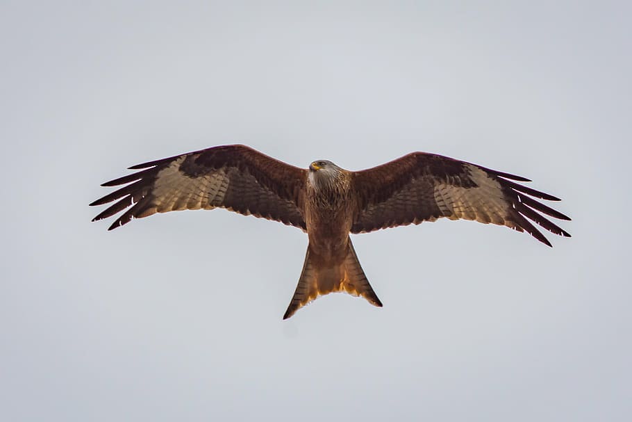 brown eagle flying, milan, raptor, bird of prey, wildlife photography, HD wallpaper