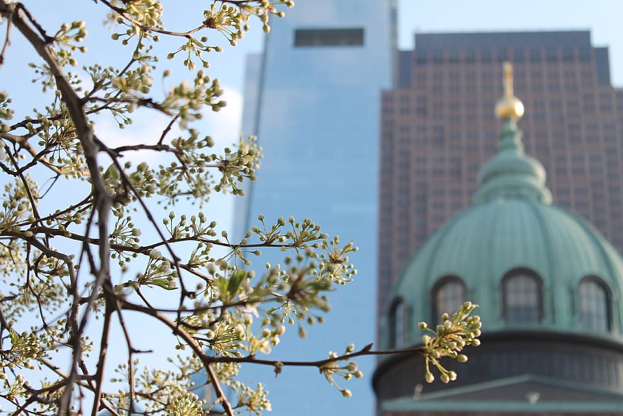 Buildings, Tree, Budding, Branches, budding tree branches, architecture HD wallpaper
