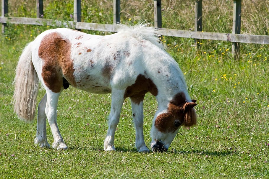 horse, pony, grazing, pretty, equine, animal, eating, shetland pony, HD wallpaper