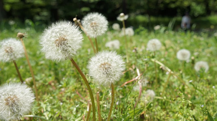 dandelion, natural, grass, plant, flower, freshness, growth HD wallpaper