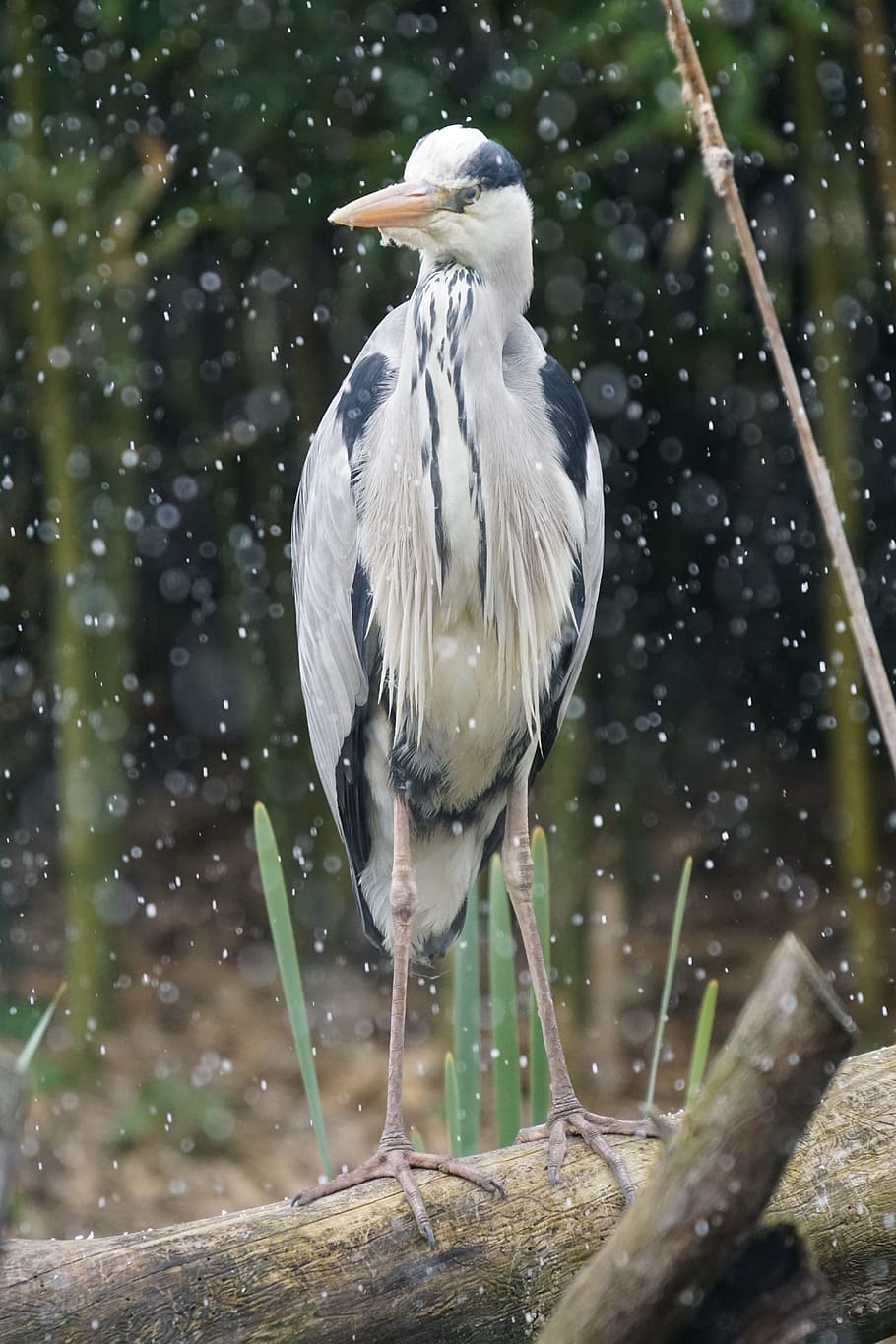 Snowfall, Grey Heron, Eastern, wildlife photography, fish eater HD wallpaper