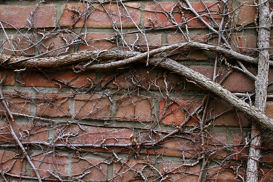 wall, tree roots, entwine, facade, built structure, architecture HD wallpaper