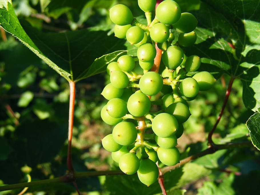 grapery, grapes, green, raw, sour, vineyard, fruit, agriculture HD wallpaper