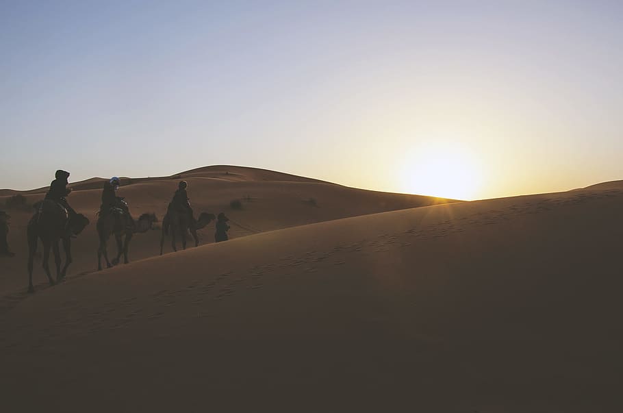 silhouette of three person riding on camels while passing through desert, camels walking in desert