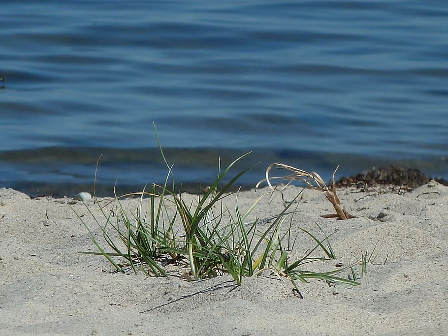 beach, sand, grass, water, sand beach, holiday, baltic sea HD wallpaper
