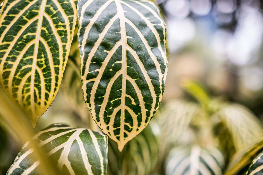 blur, bokeh, green, leaf, leafs, plant, stripes, close-up, plant part HD wallpaper