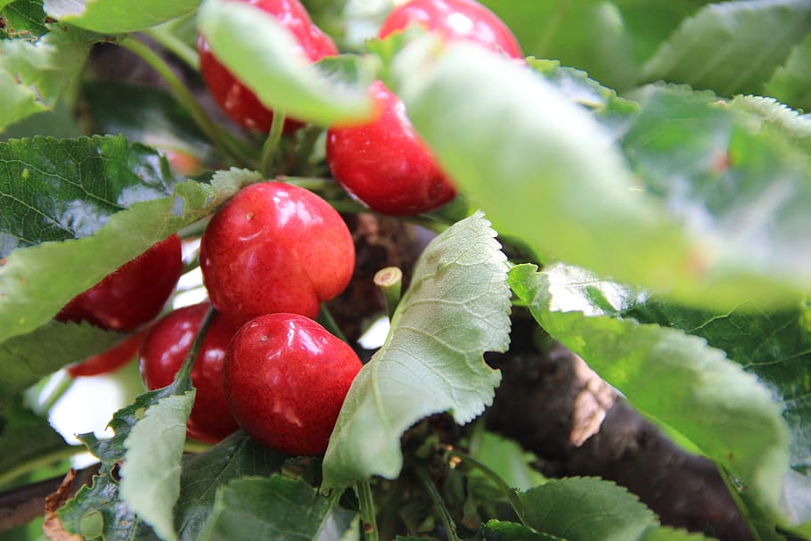 fruit, leaf, nature, food, food and drink, healthy eating, red HD wallpaper