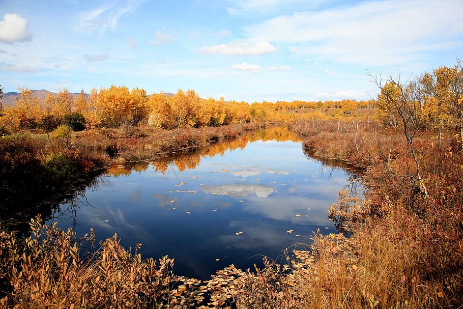 autumn, forest, lake, reflection, autumn forest, golden autumn HD wallpaper