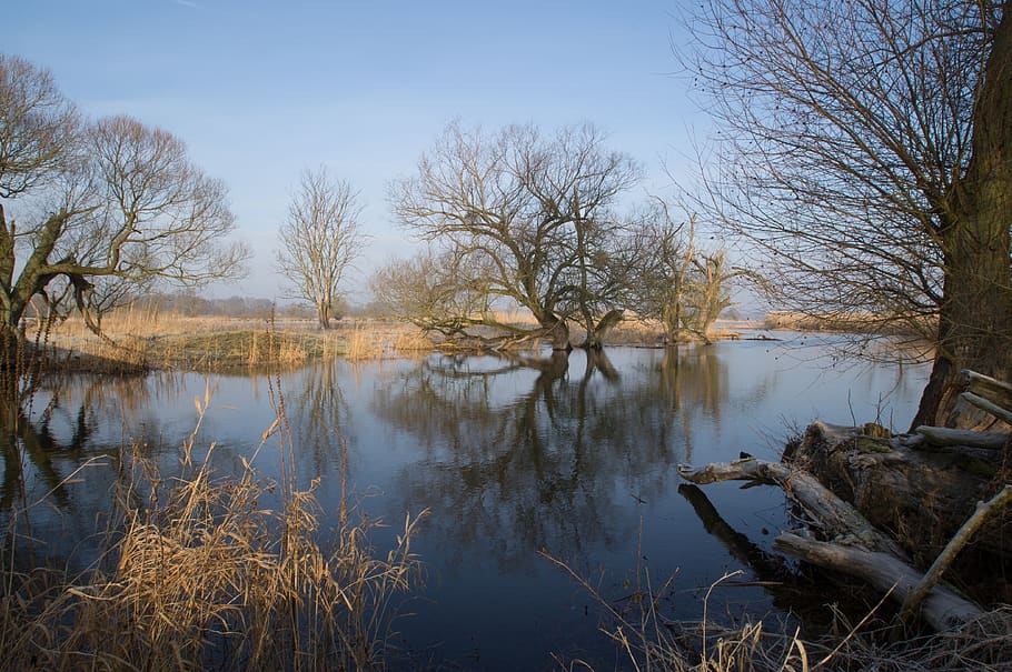 nature, winter, water, trees, cold, tranquility, plant, lake HD wallpaper