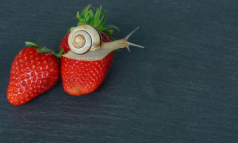 snail on red strawberry, shell, probe, mollusk, slowly, reptile, HD wallpaper