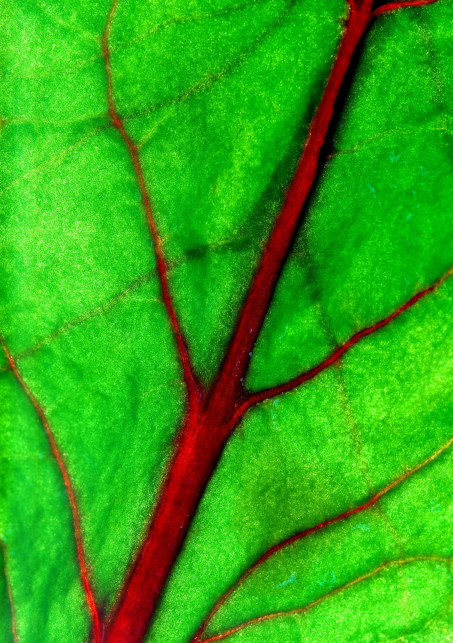 sheet, macro, bloom, veins, leaf, nature, close-up, pattern HD wallpaper
