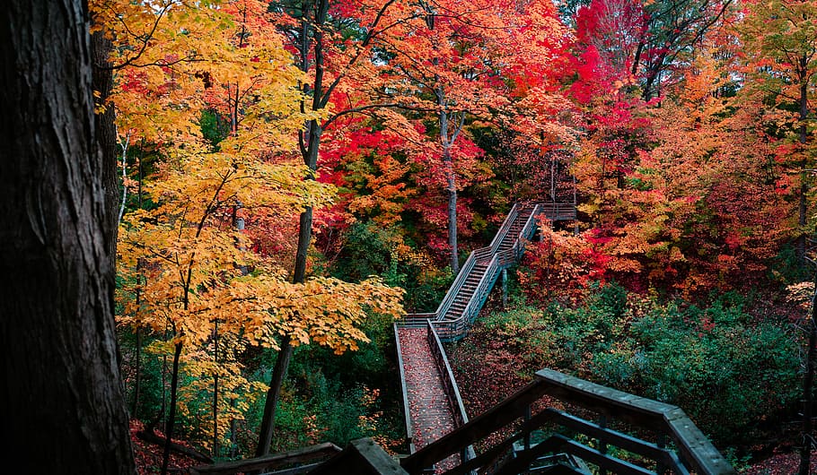 red and orange leafed trees photo, staircase between forest, path HD wallpaper