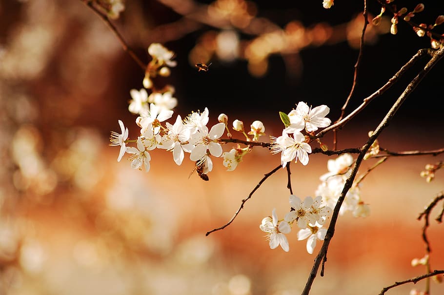 white petaled flowers in selective photography, nature, insect HD wallpaper
