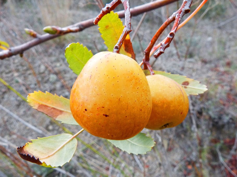 loquat winter, fruit, tree, medlar, food, food and drink, healthy eating HD wallpaper