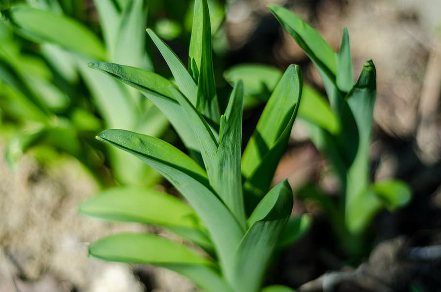 plant, macro, spring, nature, garden, close, vegetation, flora HD wallpaper
