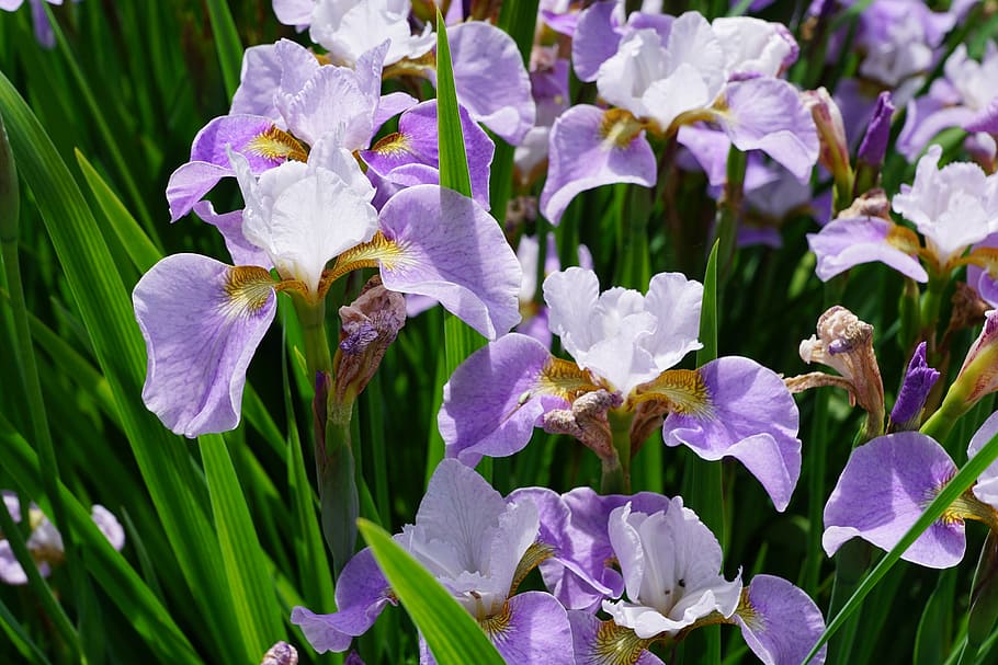 purple flowers, iris, blossom, bloom, nature, garden, flowering plant HD wallpaper