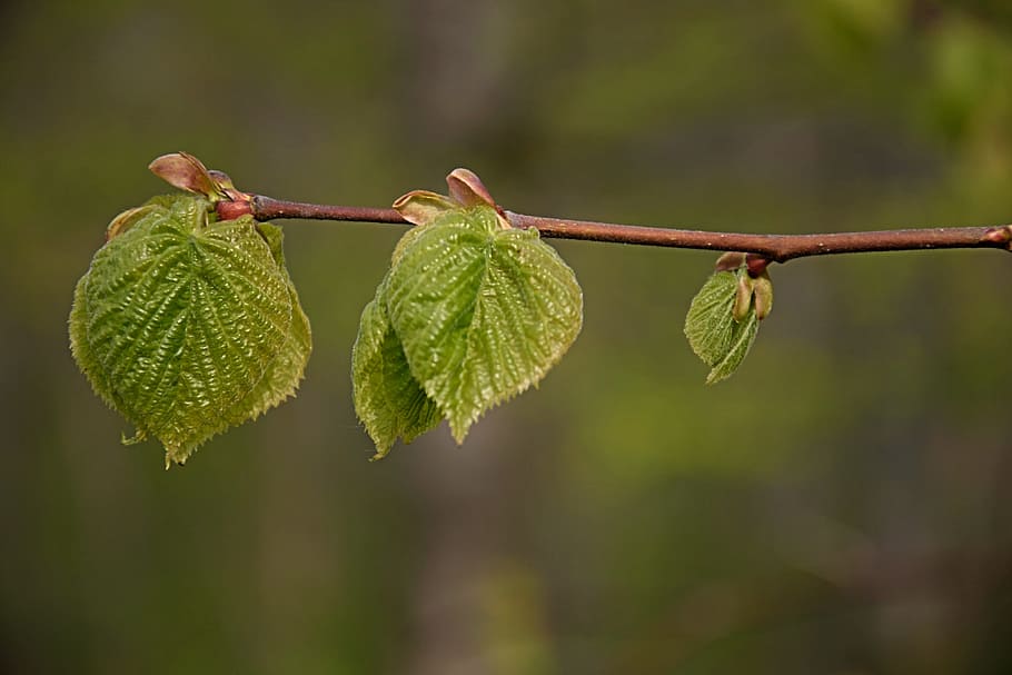macro photography of green leaves, First, Spring, Branch, first leaves HD wallpaper