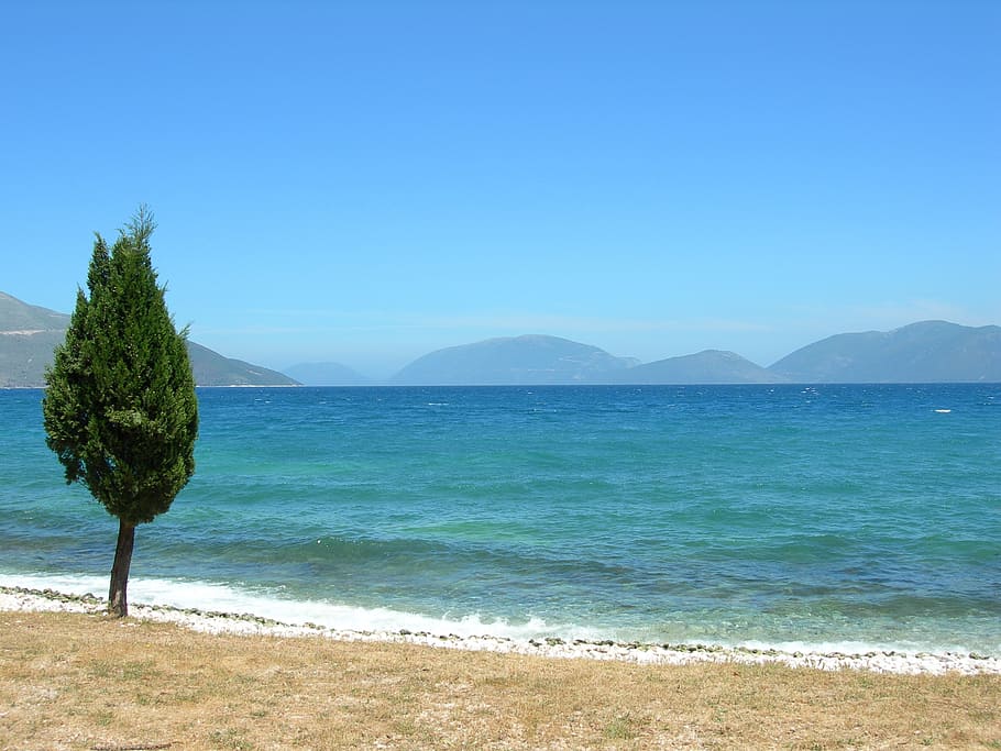 tree, sea, coastline, beach, sand, sky, summer, water, beauty in nature HD wallpaper