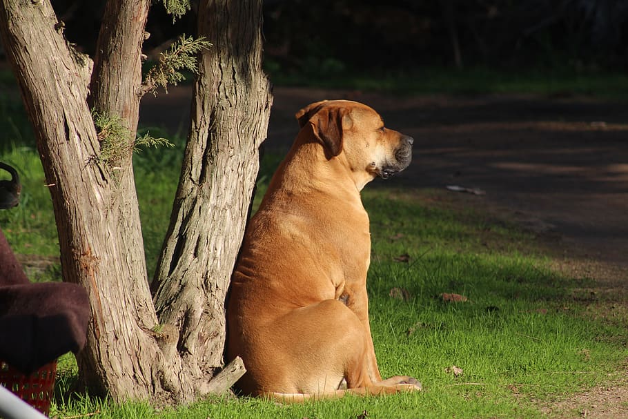 tan dog sitting on grass field, mastiff, bull mastiff, animal, HD wallpaper