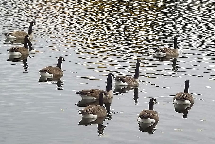 fauna, birds, ducks, goose, canadian, lake, nature, animals in the wild HD wallpaper