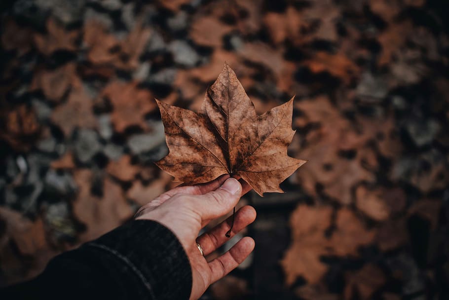 person holding brown leaf, person holding dried maple leaf, autumn