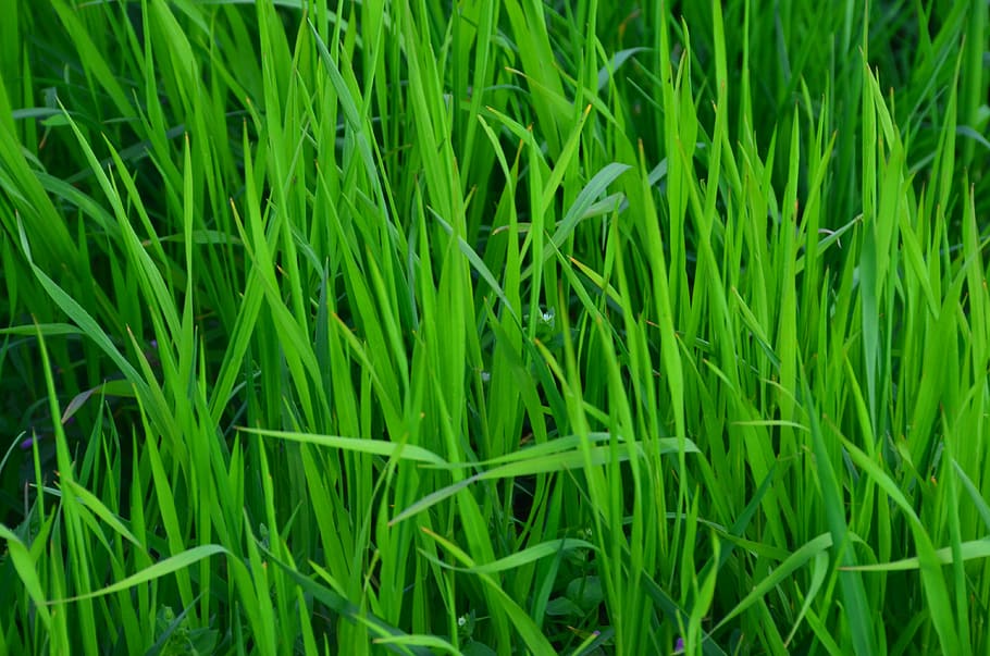 grass, meadow, green, spring, summer, hay, green color, full frame HD wallpaper