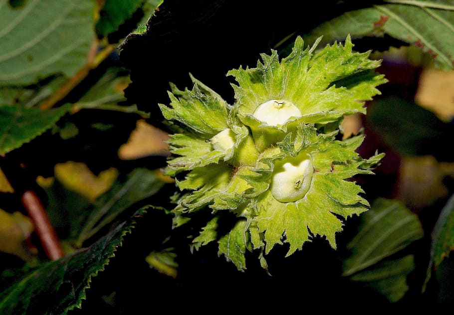 Hazel, Fruit, Hazelnuts, Branch, immature, close, green color HD wallpaper
