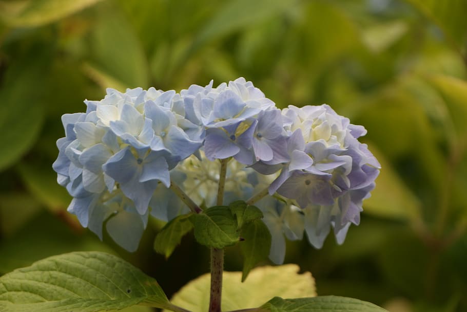 flower, hydrangea, blue, brittany, flowering plant, beauty in nature HD wallpaper