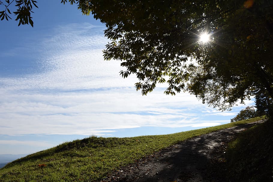 sun, leaves, tree, sky, meadow, away, nature, clouds, plant HD wallpaper