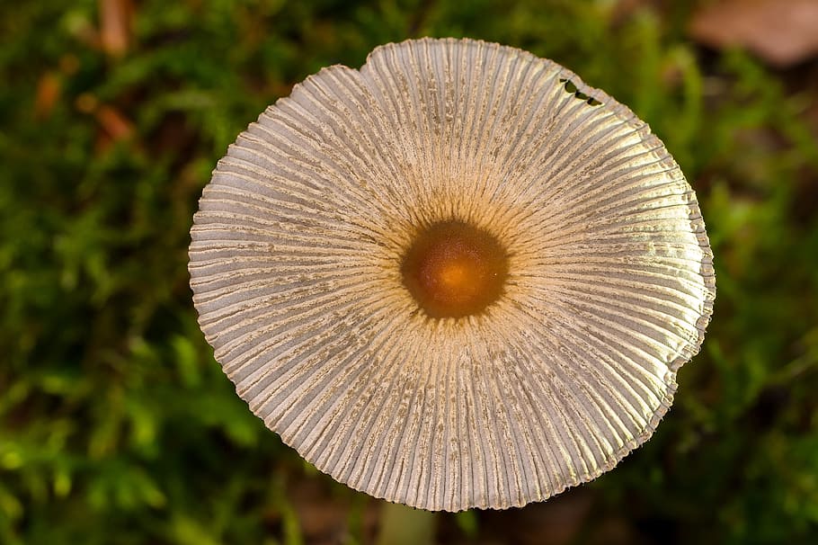 mushroom, mushroom hat, small mushroom, autumn, screen, mushroom head, HD wallpaper
