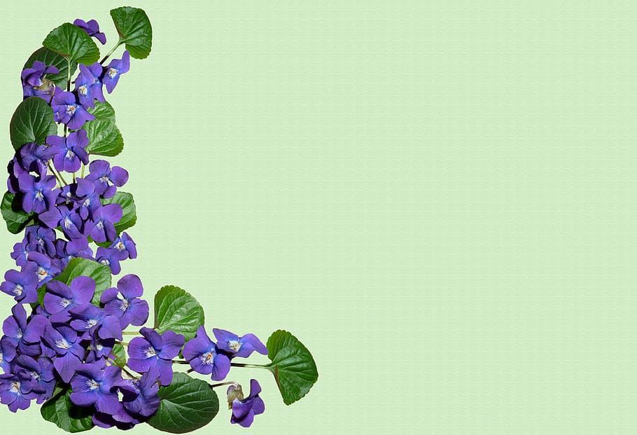 greeting card, background, violets, postcard, flowers, purple, HD wallpaper