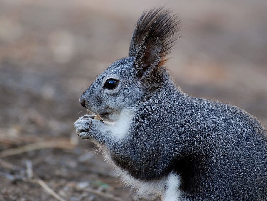 black and white squirrel, animal, close-up, macro, nature, outside HD wallpaper