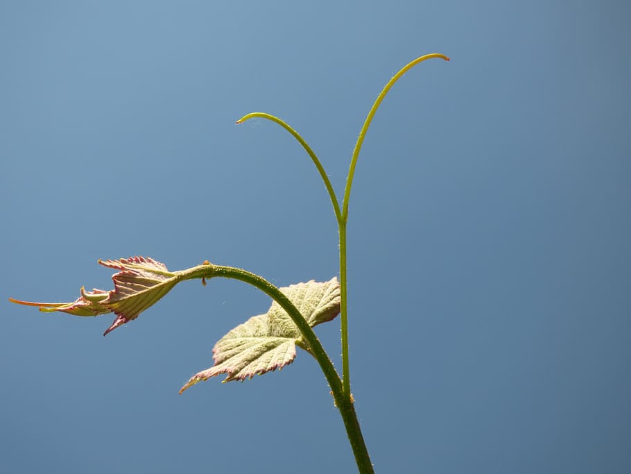 Vine, Peak, Green, Sky, Day, Blue Sky, one animal, animals in the wild HD wallpaper
