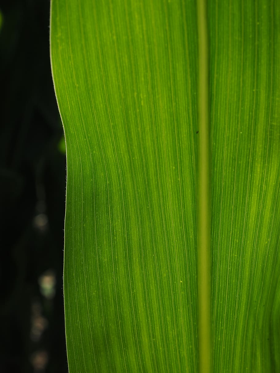 corn leaf, detail, leaf veins, green, macro, close up, green color HD wallpaper