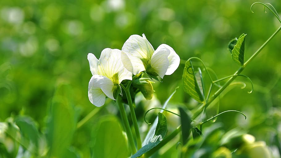 spring, nature, pea, bloom, plant, flower, flowering plant HD wallpaper