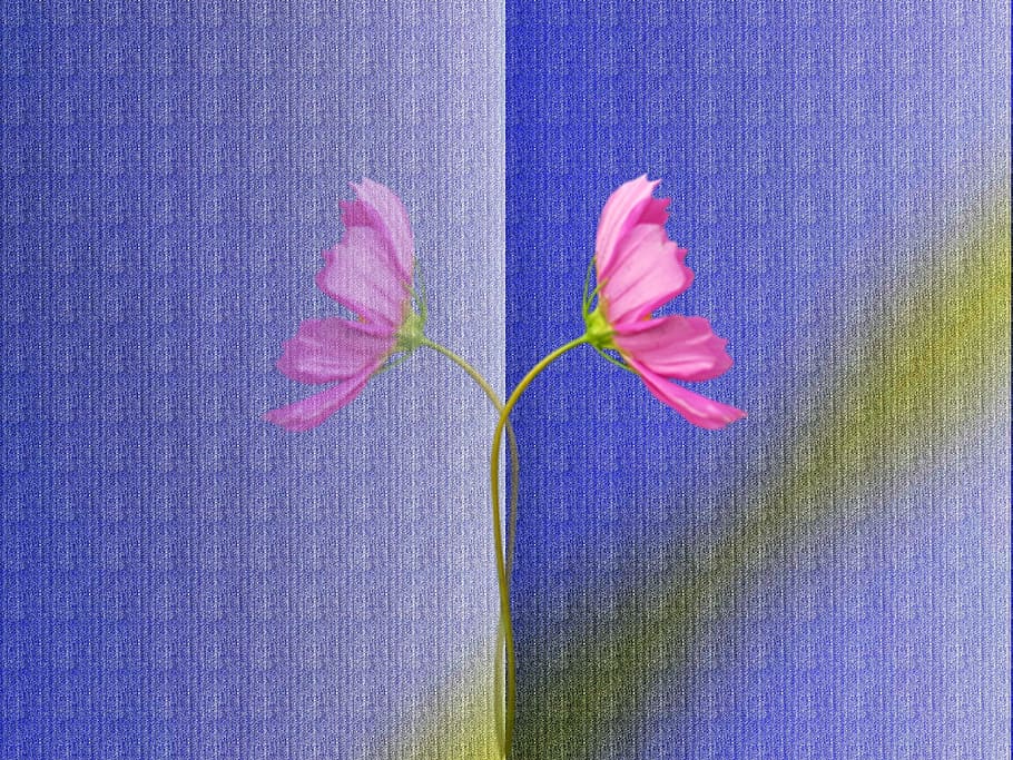 background, flower, pattern, pastel, tender, blue, texture HD wallpaper