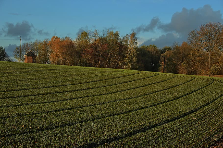 chapel, fall, furrow, grass, field, clouds, landscape, plant HD wallpaper