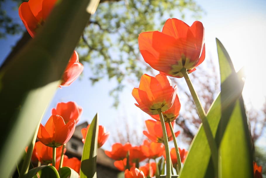 Another Tulips from below, flowers, nature, plant, red, springtime, HD wallpaper