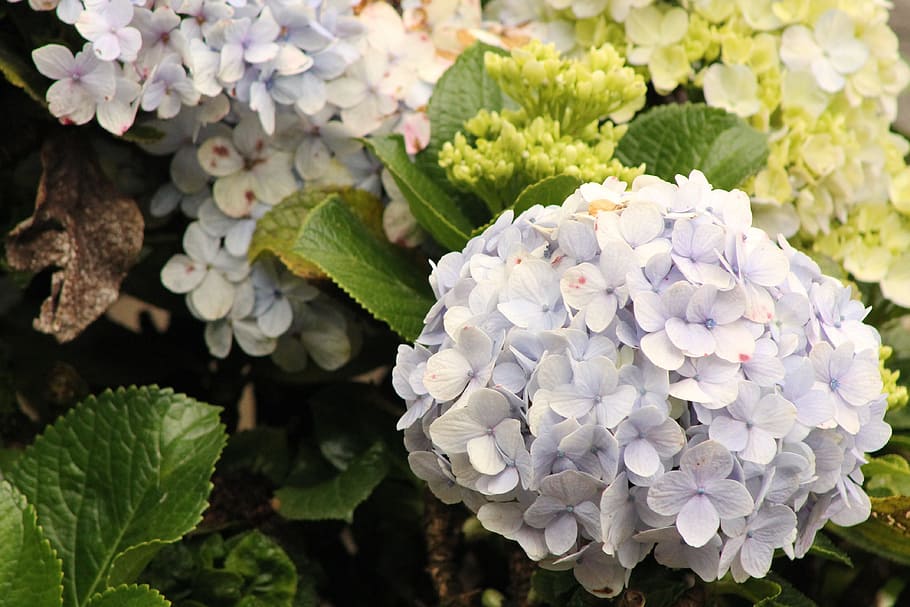 Hydrangeas, Flowers, Wild, Plants, garden, spring, nature, beauty HD wallpaper