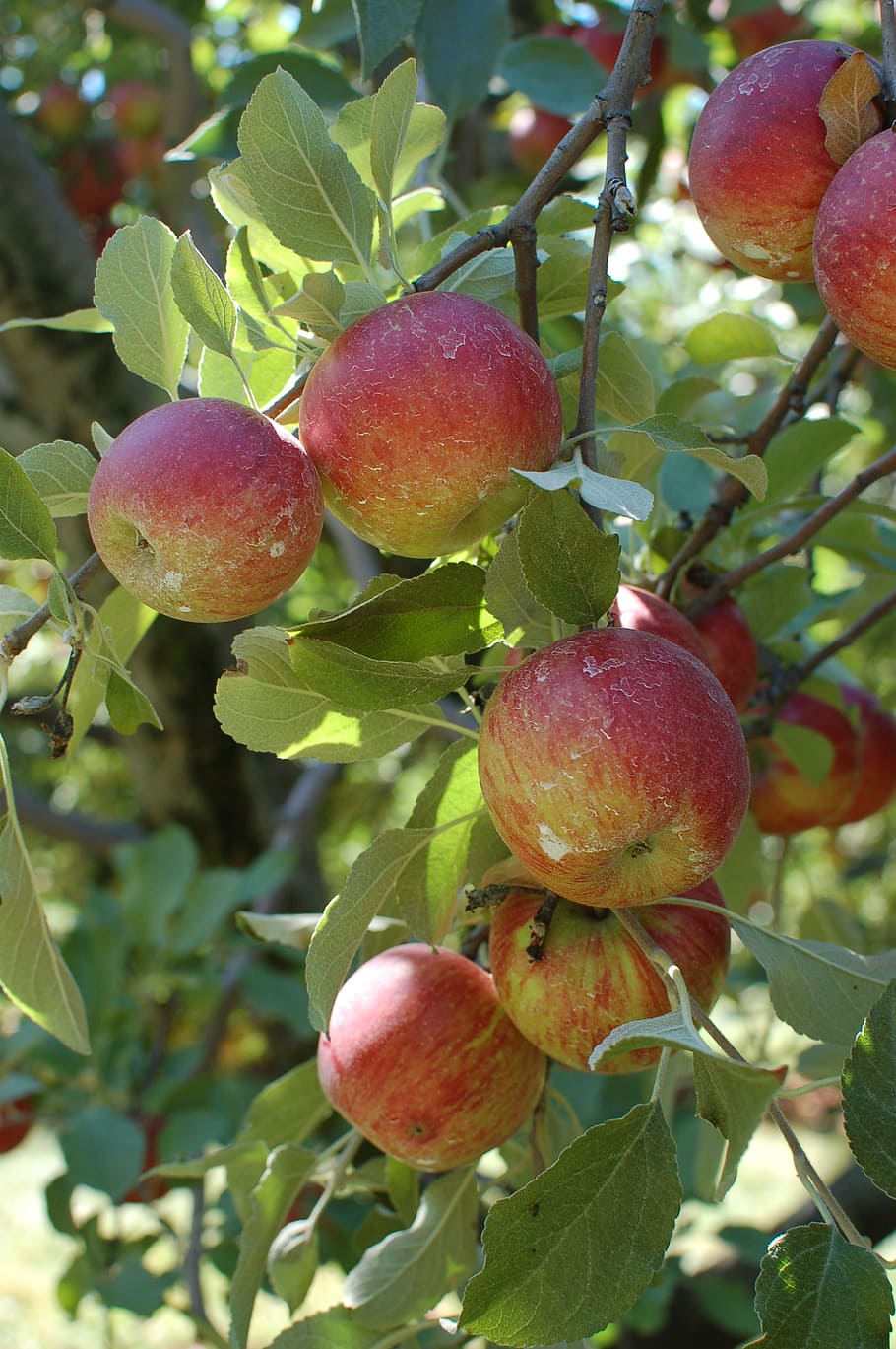 apples, orchard, tree, fruit, fall, autumn, harvest, healthy eating HD wallpaper