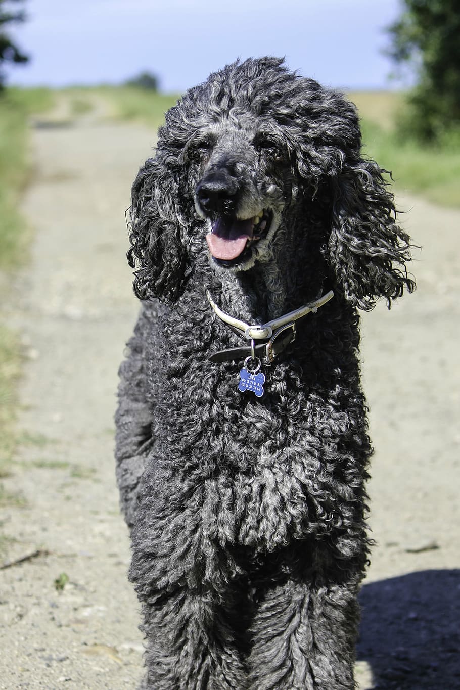 older standard poodle, ungroomed poodle, animal, casual, cheerful, HD wallpaper