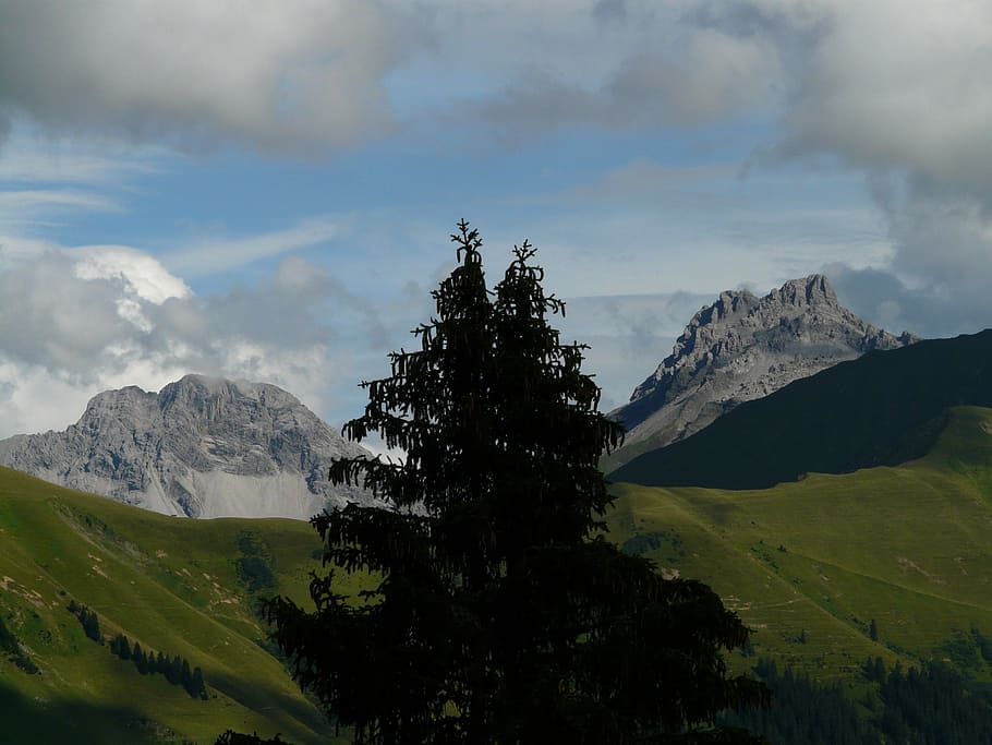panorama, alpine, mountains, tree, fir, alpenpanorma, meadow HD wallpaper